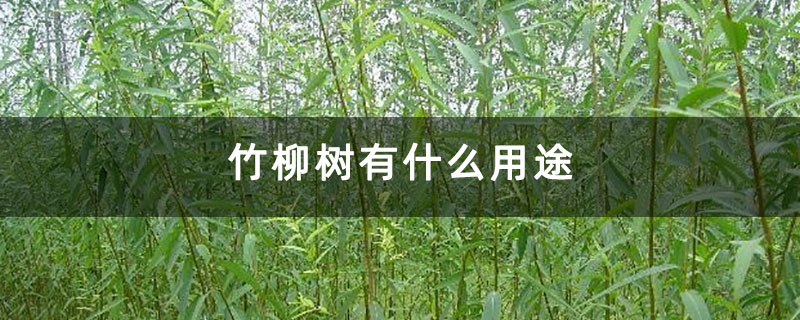 竹柳樹有什么用途 竹柳樹有什么用途