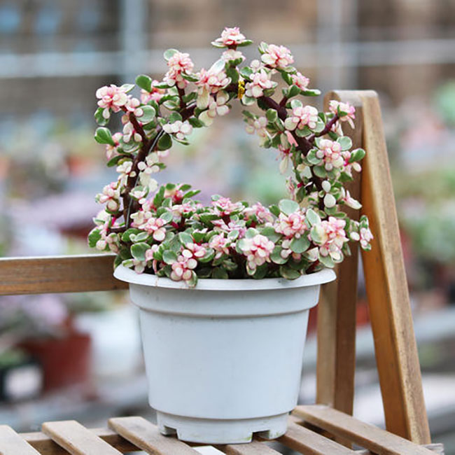 1606725445944977.jpg 5種便宜花卉,越養越值錢