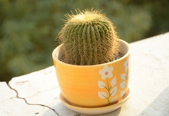 超好養活的仙人球 超好養活的仙人球