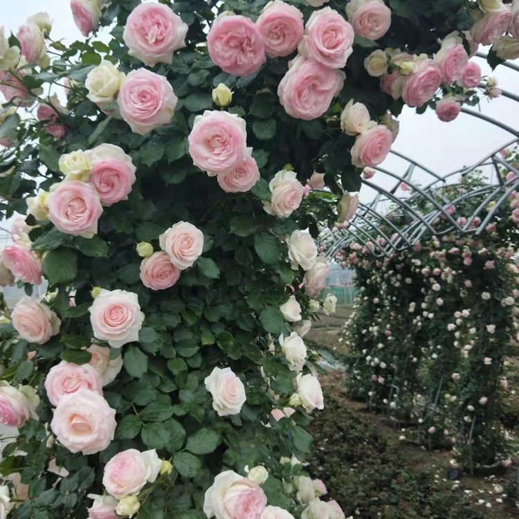 月季拱門 來(lái)自長(zhǎng)景園林 月季拱門 來(lái)自長(zhǎng)景園林