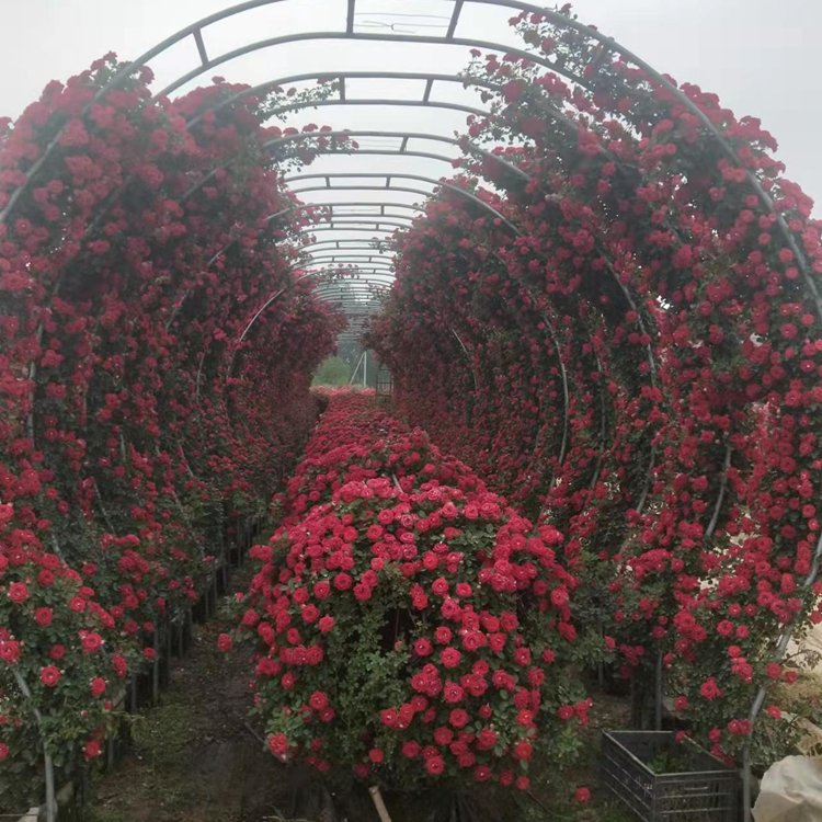 月季拱門月季拱門 來(lái)自長(zhǎng)景園林 月季拱門月季拱門 來(lái)自長(zhǎng)景園林