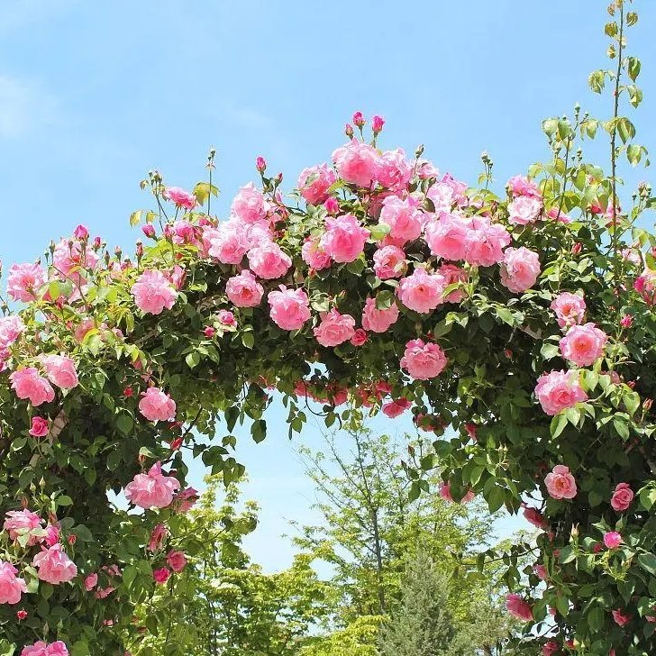 月季拱門 來(lái)自長(zhǎng)景園林 月季拱門 來(lái)自長(zhǎng)景園林